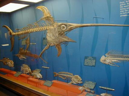 Fish skeletons<br>Location: <a href="https://www.google.com/maps/search/?api=1&query=38.89096,-77.02601" target="_new">Smithsonian National Museum of Natural History</a>
